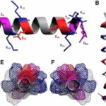 anti-tangle-molecule-c