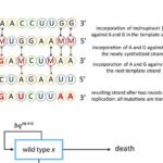 could-covid-drug-spawn-1