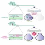 how-a-molecule-deletes