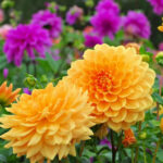 Dahlia in summer, is called Orange Garden