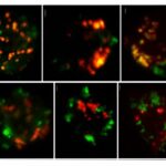 study-identifies-new-p