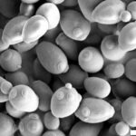 yeasts-as-triggers-of