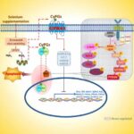 dietary-selenium-may-h