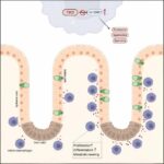 immune-cells-identifie