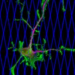 mechanics-of-breast-ca