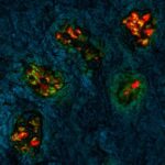 researchers-develop-in-6