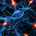 csm_hirn_aktive_hirnzellen_parkinson_schweiz_25dc50181e