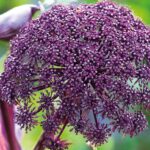 Angelica-gigas-erbaio-Gorra-Vivaio-piante-Torino-Piemonte