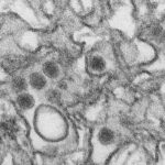 zikavirus