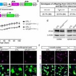 als-blocking-inflammat