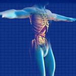 digestive-system-1 (1)