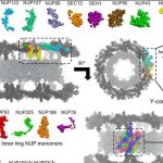 simulations-show-how-h