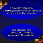 Il+principale+lantibiotico+è+la+nisina+(Lactococcus+lactis),+ammessa