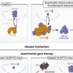 new-genetic-therapy-co-1