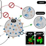 the-hepatitis-e-virus