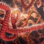 Ebola-Virus-Artists-Concept-777x518