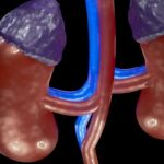 adrenal-glands