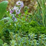 angolo-erbe-aromatiche