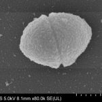 bacteria-commonly-foun-1