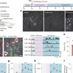 dancing-cells-show-how