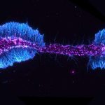 scientists-identify-a-1