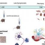 new-gene-therapy-for-m