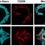 new-study-probes-macro