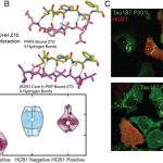 researchers-uncover-a-2