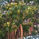 siris-tree-leaves-hold