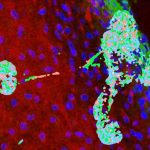 university-of-montana