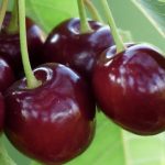 CILIEGIO-BIGARREAU-MOREAU