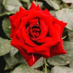 Rosa-rossa