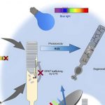 limiting-certain-light