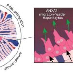 study-pinpoints-cell-t