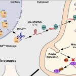 ustc-reveals-key-role