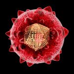 Hepatitis-C-Virus-Illustration-777x583