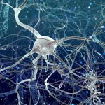 Neurons-Inside-of-Brain-777x518