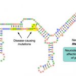 researchers-identify-a-5