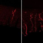 the-constant-gardener