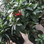 active-plant-substance (1)