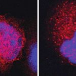how-guardian-proteins