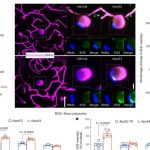 immune-cells-linked-to