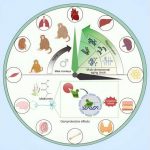metformin-found-to-red