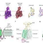 urate-transporter-stru