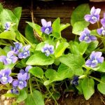 circular-peptides-in-v-1