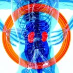 kidneys-2