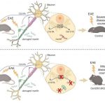new-research-identifie-1