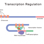 transreg8516521329758444718