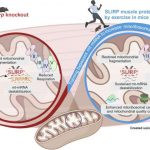 newly-discovered-mecha-3