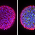 _20250122_snow_organoids
